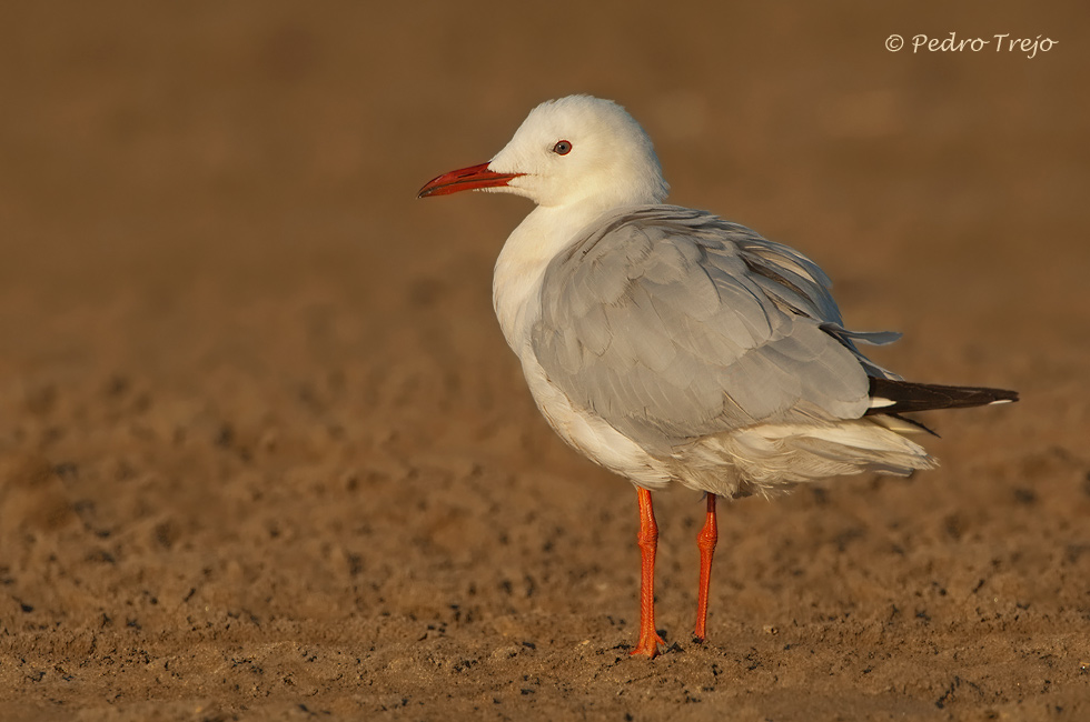 Gaviota picofina (Larus genei)